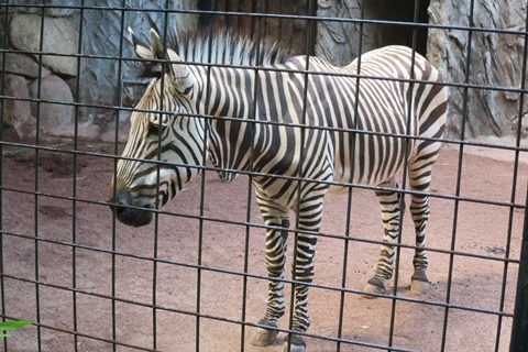 上野動物園_f0202151_20302271.jpg