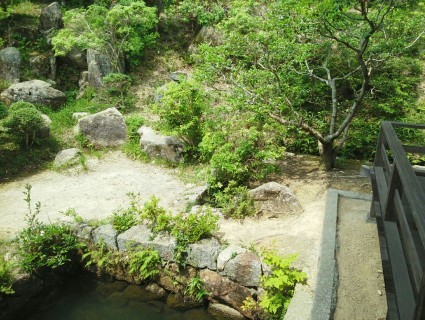 梅雨の葵…_b0368362_08151912.jpg
