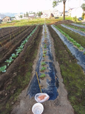 モグラに食べられて穴に又落花生を蒔いて_d0074063_07223937.jpg