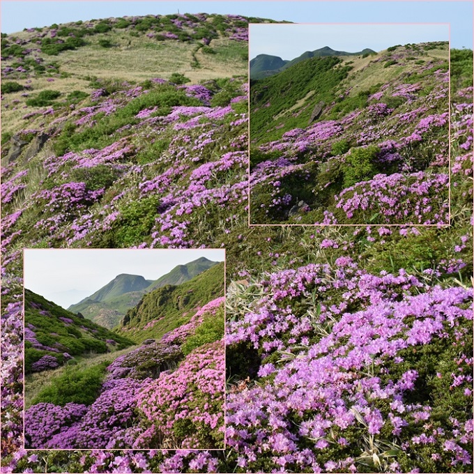 桃源郷の三俣山・・・山域全体を覆うミヤマキリシマ。_f0016066_9363638.jpg