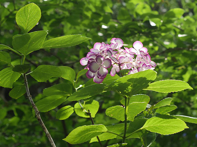 f0199866_19331920.jpg