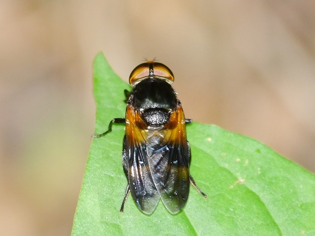 昆虫 ハエ目 アブの仲間 山野の虫と生物