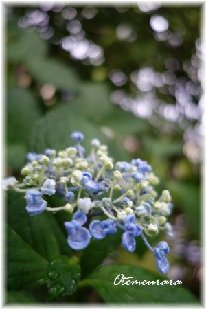 めぐみの雨・・・花わらう～_a0287486_1930667.jpg