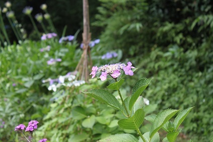 紫陽花の季節　青系額紫陽花_e0354596_15371436.jpg