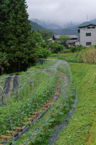 河内長野、里山②　～太井地区_e0366896_00160843.jpg