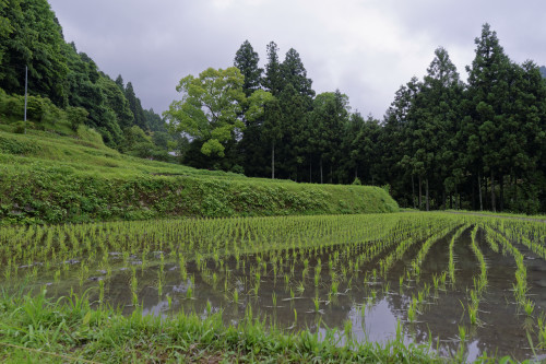 河内長野、里山②　～太井地区_e0366896_00163630.jpg