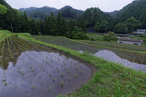 河内長野、里山②　～太井地区_e0366896_00165525.jpg