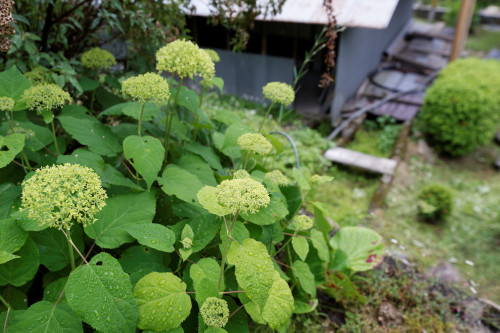 河内長野、里山②　～太井地区_e0366896_00170031.jpg