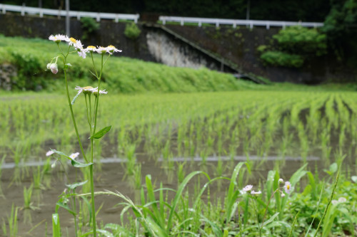 河内長野、里山②　～太井地区_e0366896_00173480.jpg