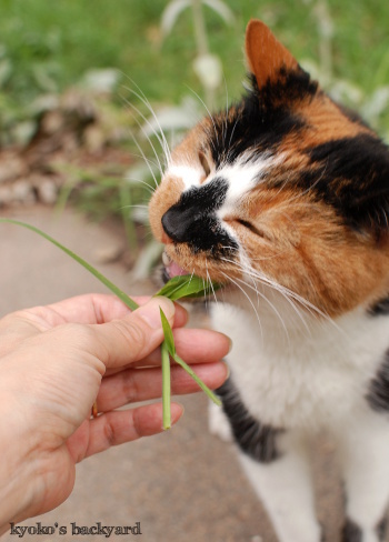 こっちの草のほうがおいしいよ~_b0253205_04452792.jpg