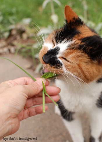 こっちの草のほうがおいしいよ～_b0253205_04452792.jpg