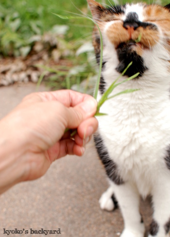 こっちの草のほうがおいしいよ~_b0253205_04455223.jpg