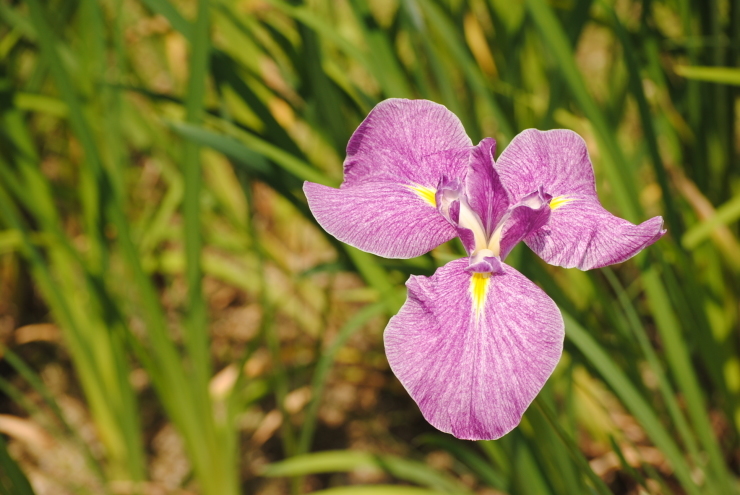 三景園の花菖蒲_f0361605_22341773.jpg