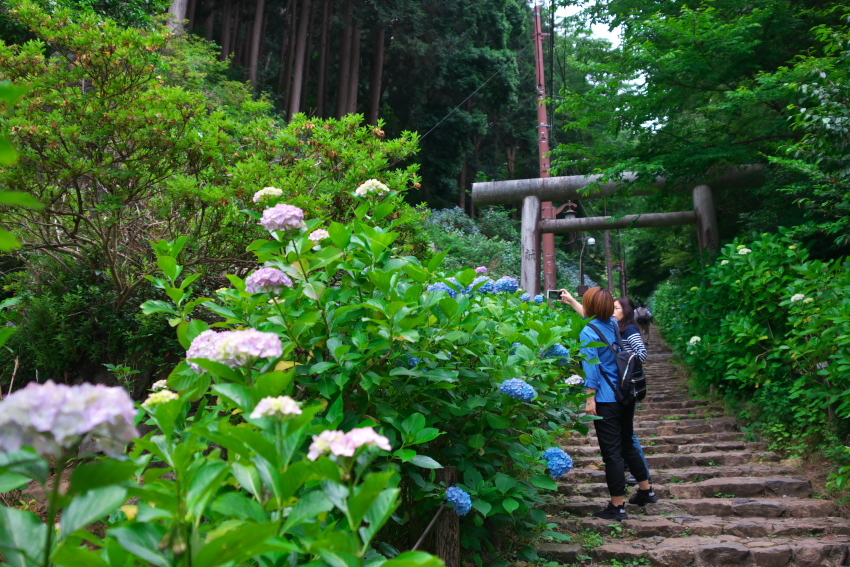 栃木市　太平山　あじさい坂1_a0263109_11361875.jpg