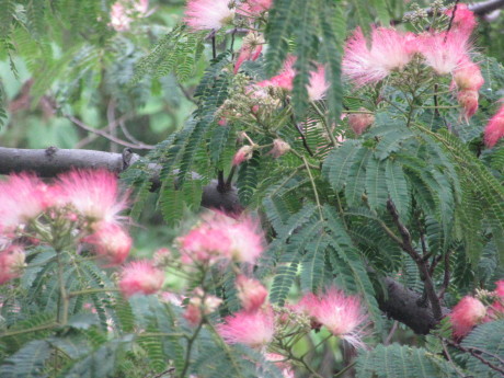 合歓木(ねむの木)の花（ピンク）…2017/7/20_f0231709_12000066.jpg