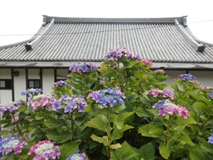 雨と風鈴とあじさい寺と 広島市 観音寺 ある日ある時