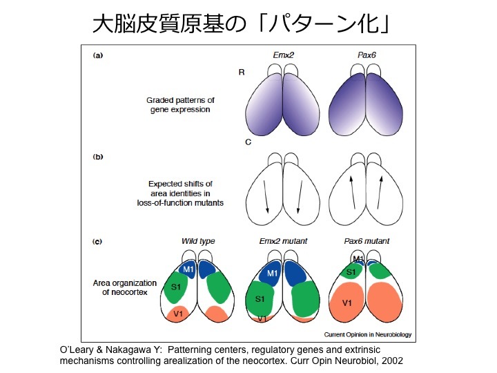 発達障害:研究と支援を車の両輪に!_d0028322_22535155.jpg