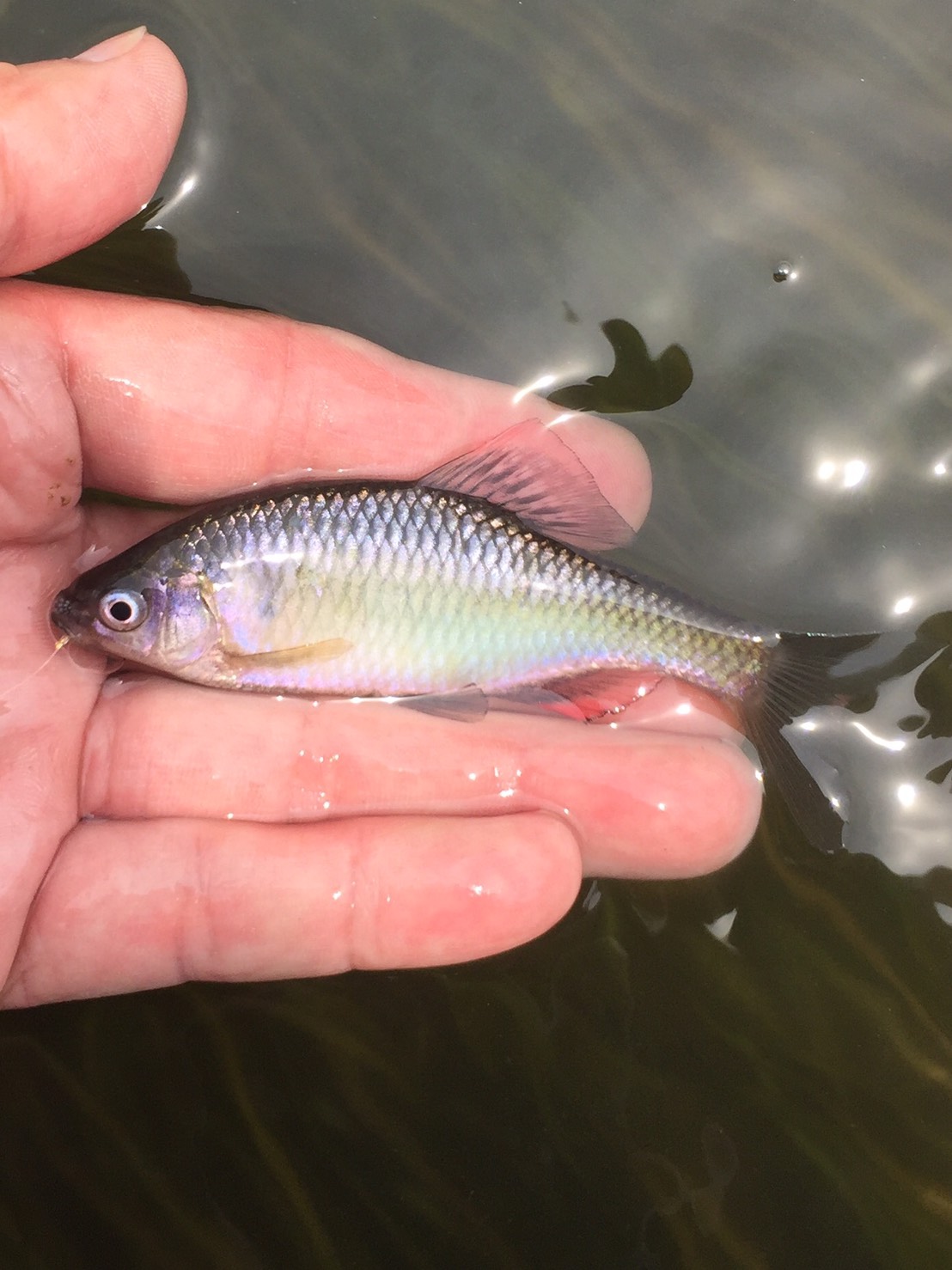 水 魚 人間 あおぞらの骨 水 魚 人間 あおぞらの骨