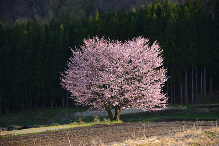 2017-4~6-(その5) 春・信州∼東北地方のくるま旅【 白馬編】_a0216227_15501905.jpg