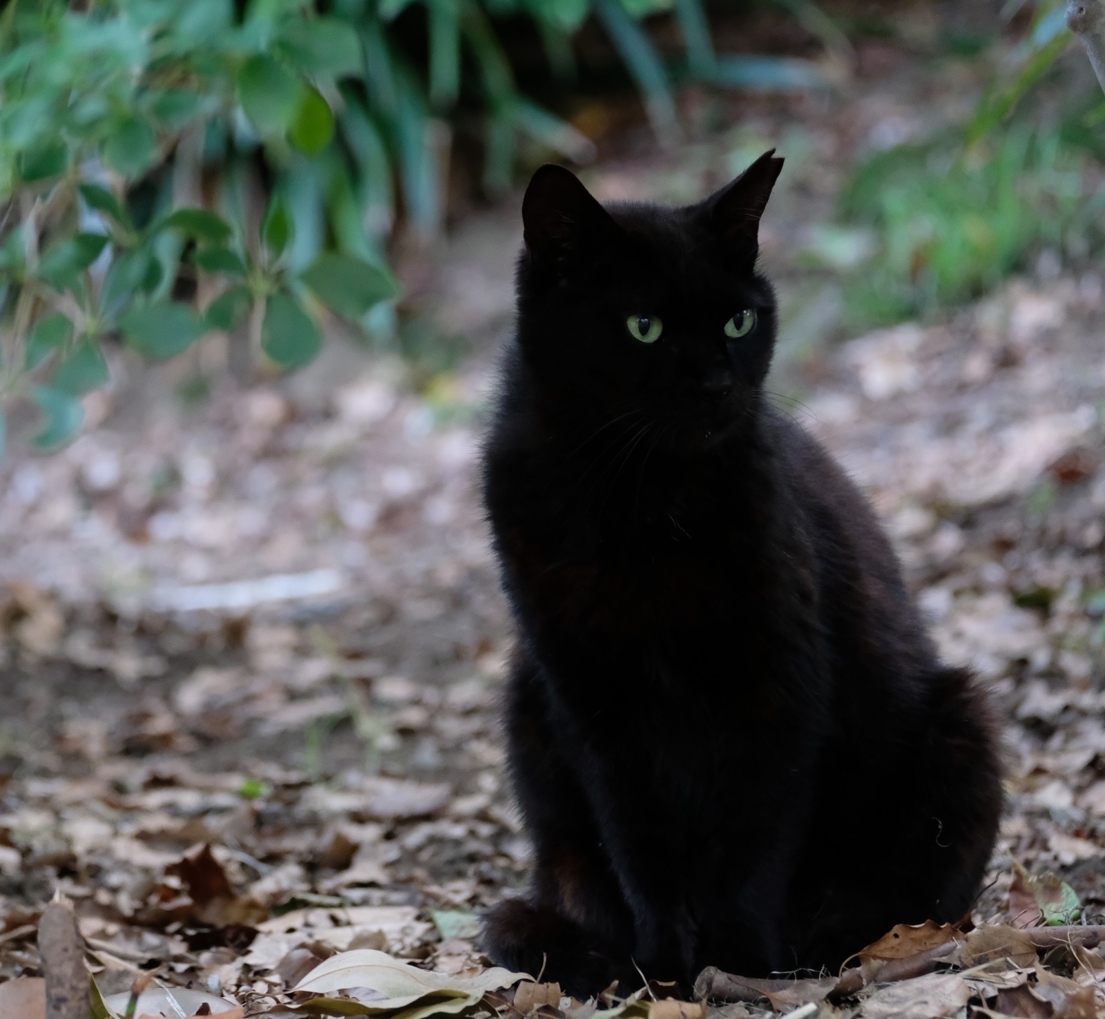 上野散歩　X-T20にXF55-200mmF3.5-4.8マウントで。_b0024832_23200136.jpg