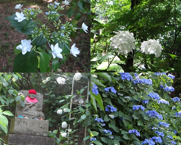 紫陽花を観に高幡不動へ_d0037233_10443306.jpg