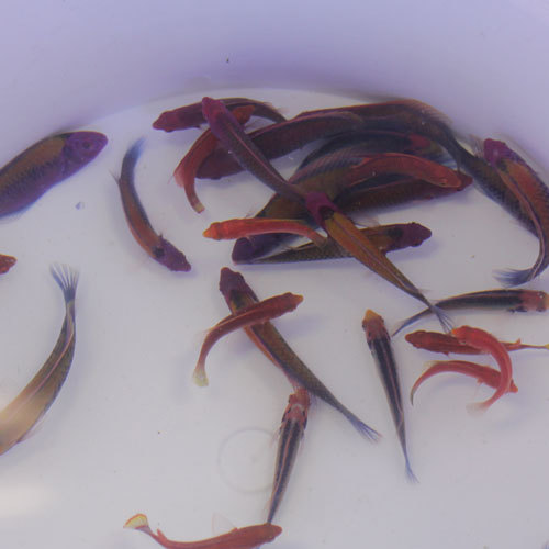 入荷情報~海水魚~_d0221436_22033920.jpg
