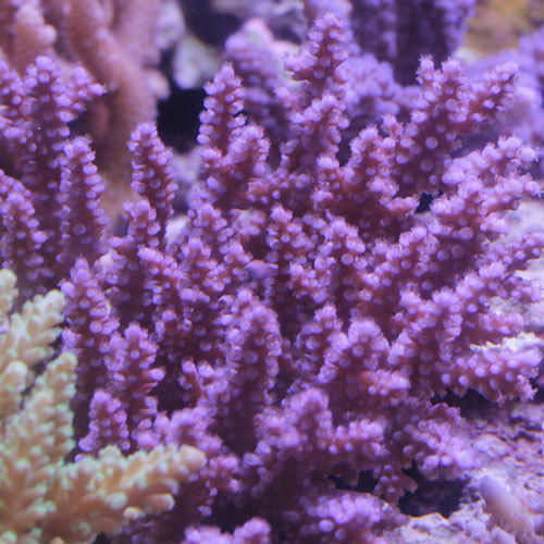 入荷情報~海水魚~_d0221436_22041625.jpg