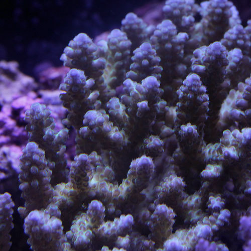 入荷情報~海水魚~_d0221436_22044142.jpg