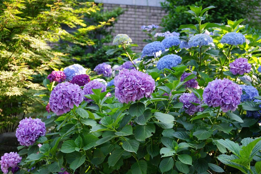 広島・縮景園の紫陽花@2017-06-18_d0250840_22014001.jpg