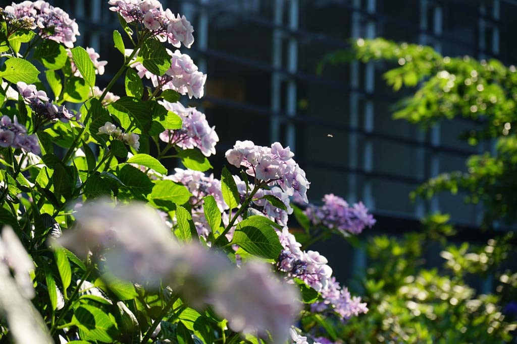 広島・縮景園の紫陽花@2017-06-18_d0250840_22024192.jpg