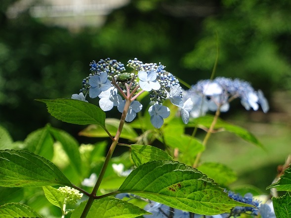 b0299042_11141304.jpg