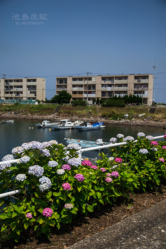 池島の紫陽花_c0294943_22000354.jpg