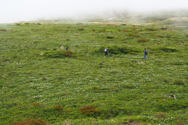 2017/6/17 焼石岳　中沼登山口より。_b0189948_0433147.jpg