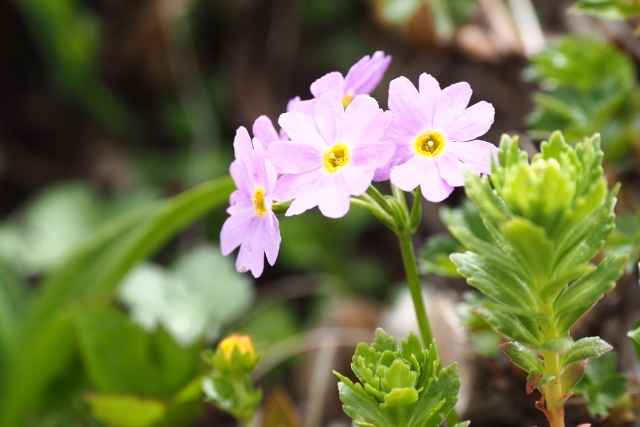 2017/6/17 焼石岳　中沼登山口より。_b0189948_0453011.jpg