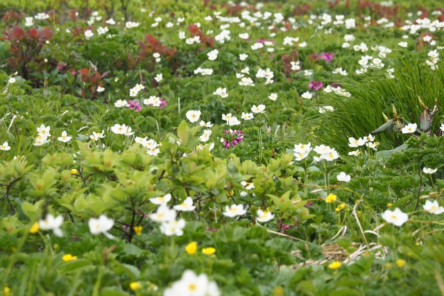 2017/6/17 焼石岳　中沼登山口より。_b0189948_14536.jpg