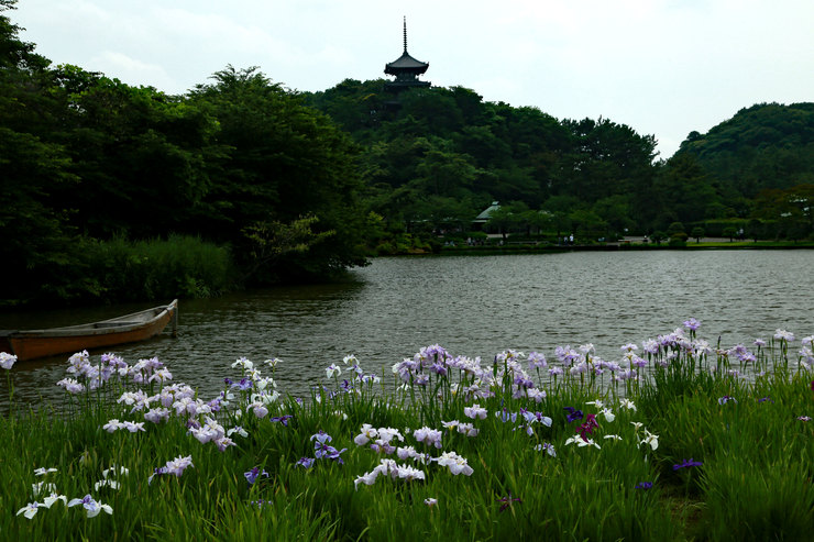 竹の花に沸く三溪園_a0120949_6162572.jpg