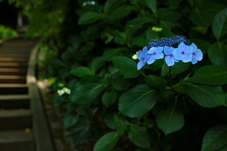 竹の花に沸く三溪園_a0120949_6181525.jpg