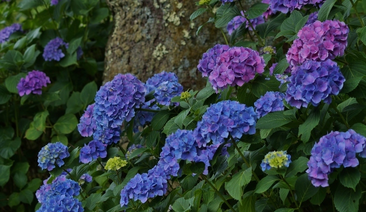 矢田寺あじさい園の紫陽花_b0063958_21240882.jpg