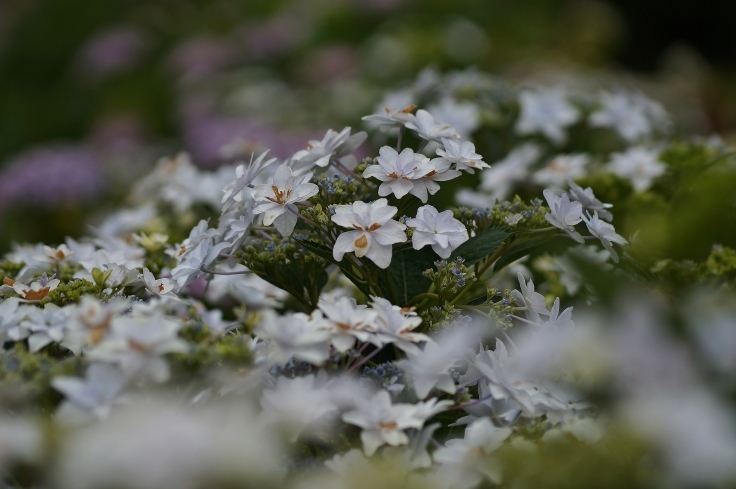 矢田寺あじさい園の紫陽花_b0063958_21243177.jpg