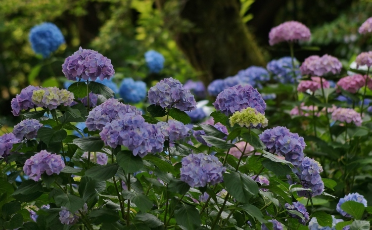 矢田寺あじさい園の紫陽花_b0063958_21253933.jpg