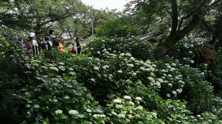 矢田寺あじさい園の紫陽花_b0063958_21365465.jpg