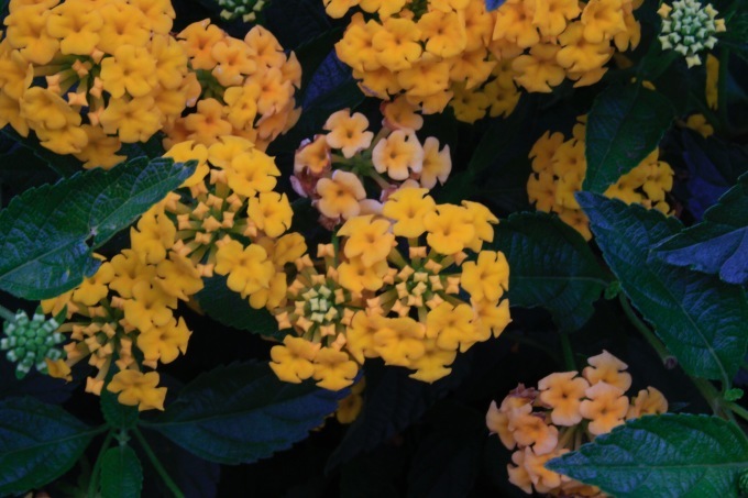 a0248459_15093701.jpg