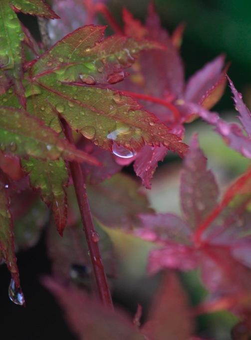 梅雨が戻って来ました 。。。 ! ?_a0248459_15162728.jpg