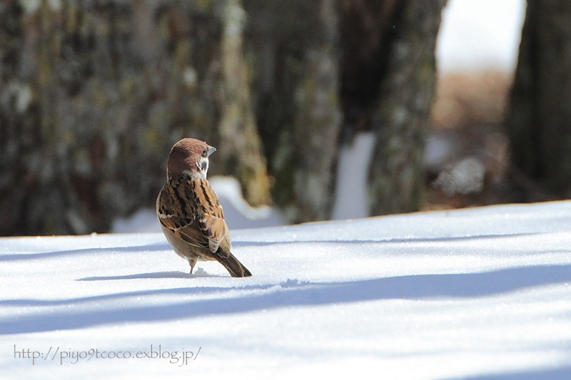 雪＊スズメ♪_d0367763_17551427.jpg