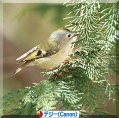 Goldcrest ＊ キクイタダキ ＊ 菊戴♪_d0367763_20551238.jpg