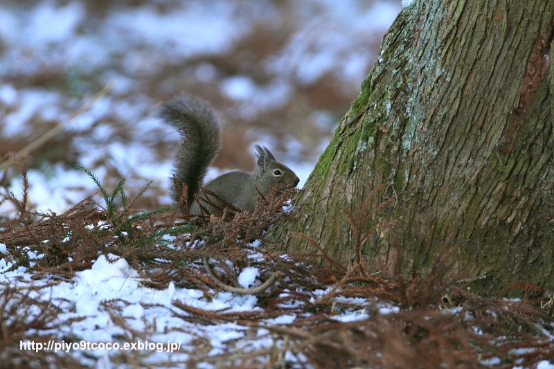 Japanese Squirrel ＊ ニホンリス ＊ 日本栗鼠 ♪_d0367763_20551828.jpg