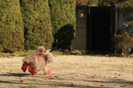 cocoと黒鳥さん♪_d0367763_20552899.gif