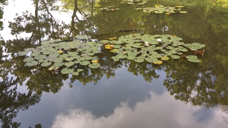 雨上がりの山田池公園を通って_b0366766_18180602.jpg