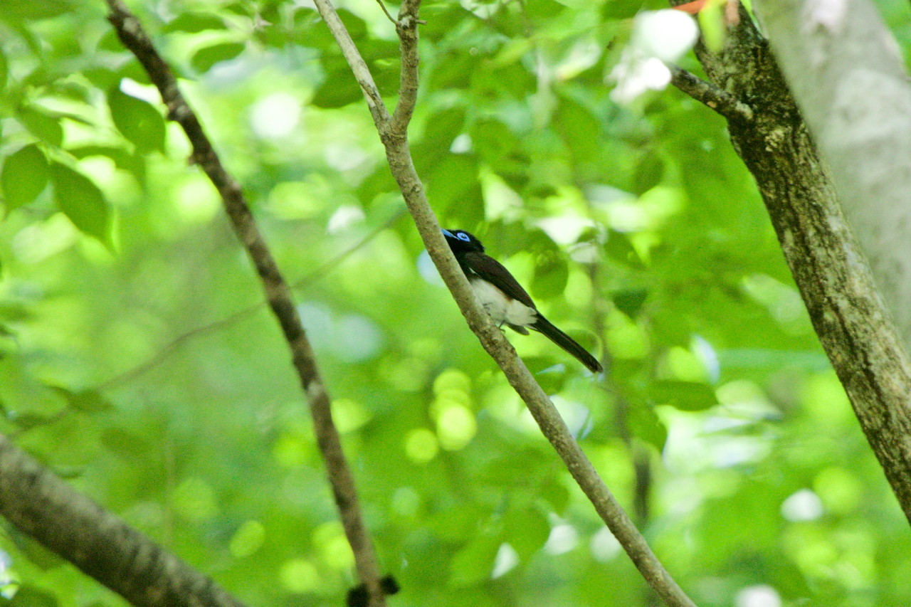 里山のサンコウチョウ・・・続６_e0071967_8551527.jpg