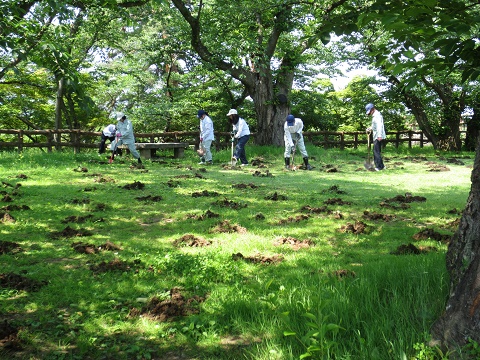日本一の桜を守る夏の作業~施肥(お礼肥)~_d0131668_17283151.jpg